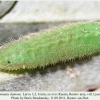 pol damone larva3